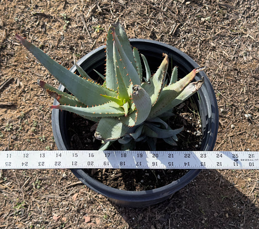 Aloe glauca ssp. spinosior (AGS3)