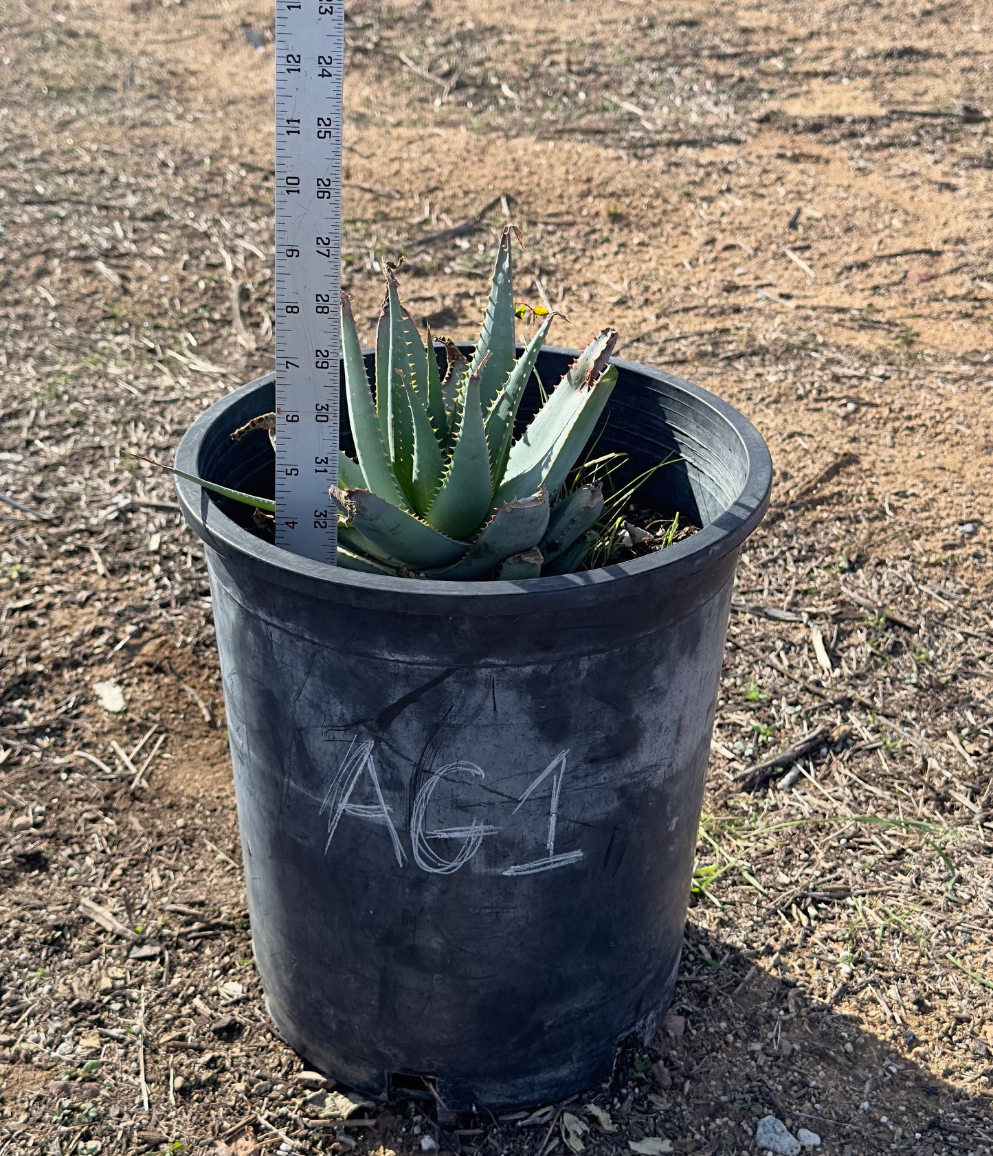 Aloe glauca (AG1)
