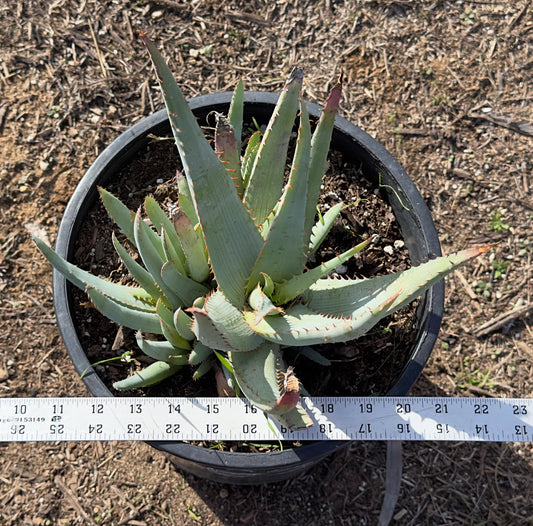 Aloe glauca ssp. spinosior (AGS1)