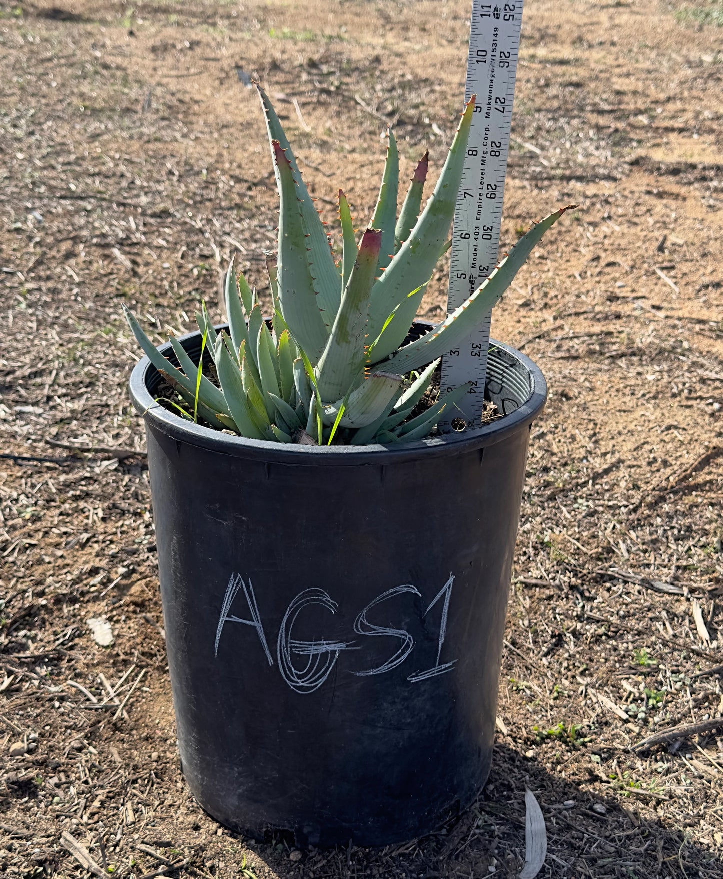 Aloe glauca ssp. spinosior (AGS1)