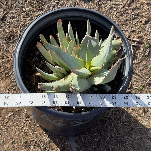 Aloe glauca ssp. spinosior AGS2