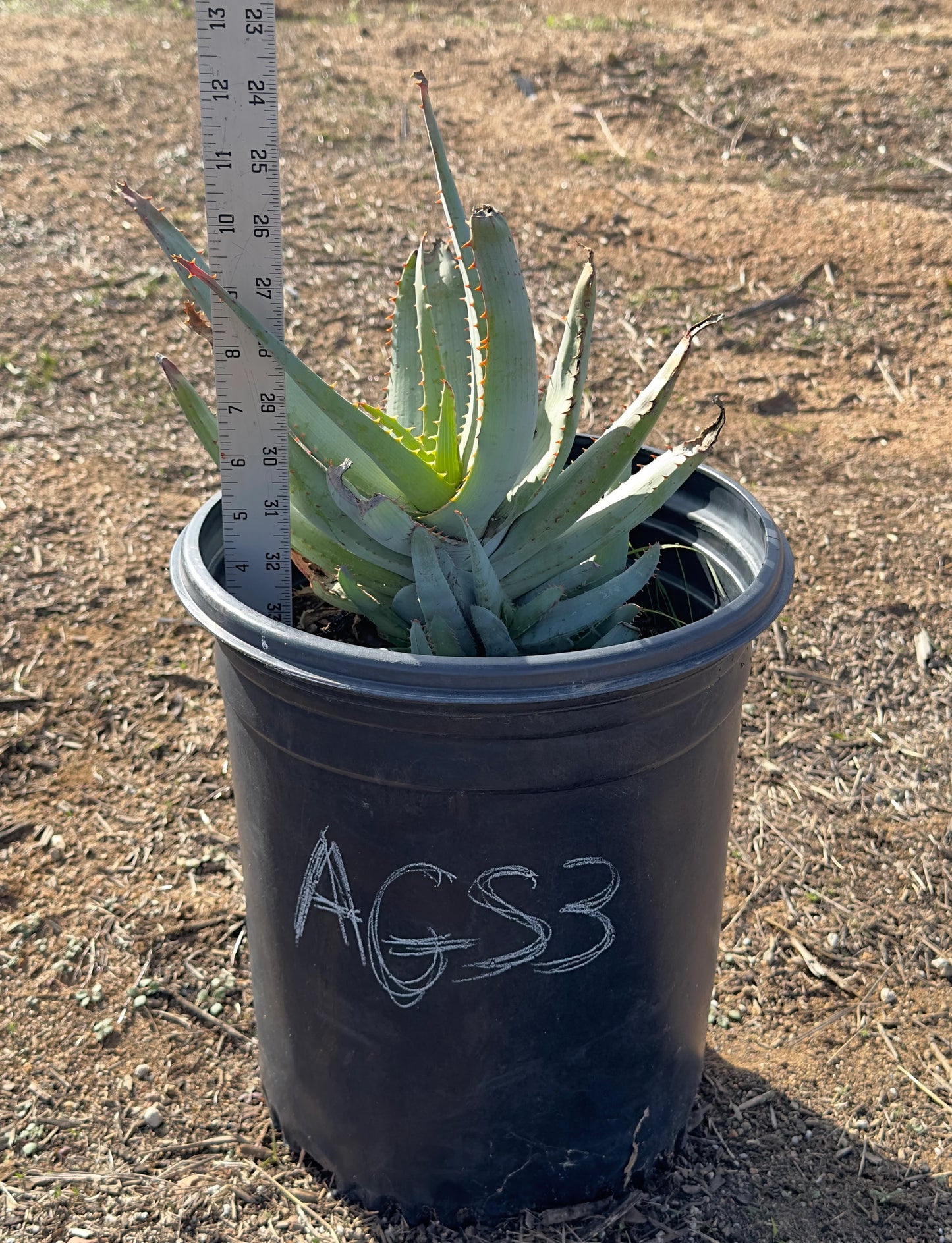 Aloe glauca ssp. spinosior (AGS3)