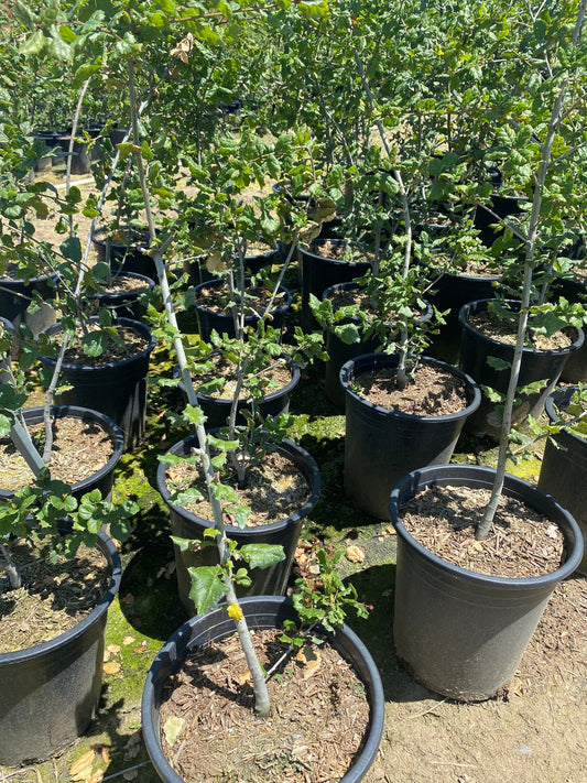 5gal Coast live Oak | Quercus agrifolia