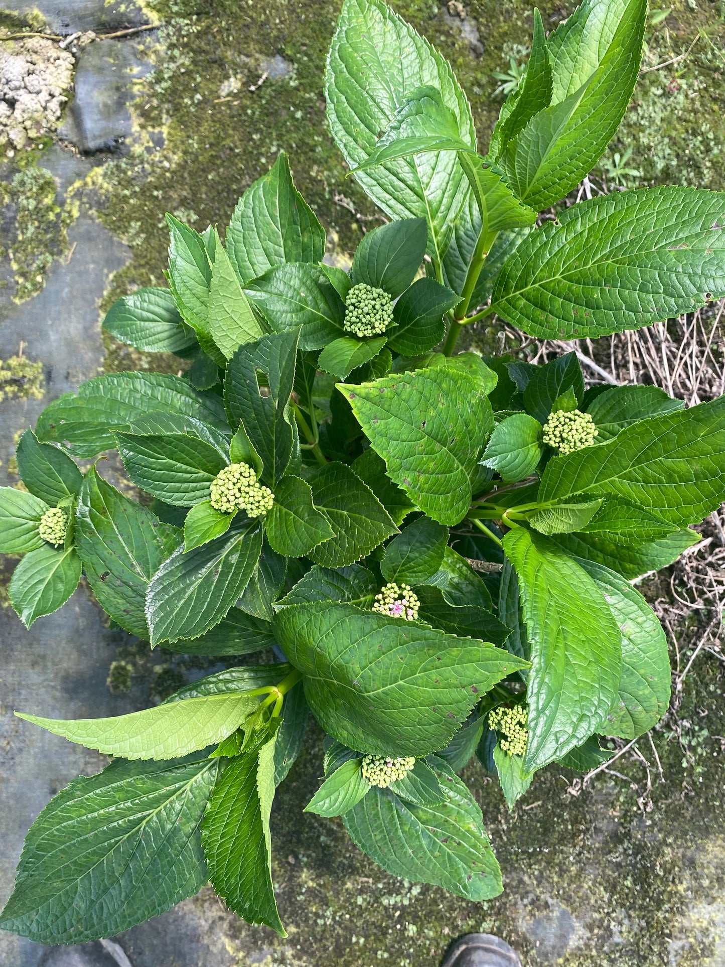 5gal Pink Hydrangea