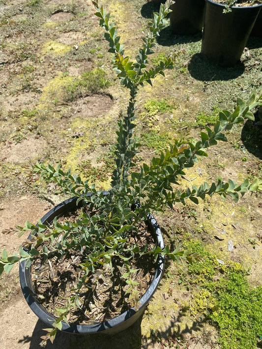 5gal Knife Acacia | Acacia cultiformis