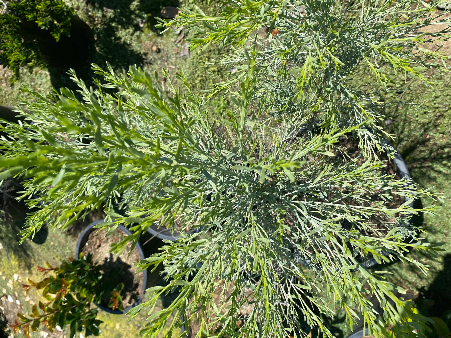 5gal Desert Broom | Baccharis sarathroides