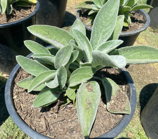 5gal Lambs Ear | Stachys byzantina