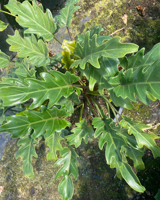 5gal Xanadu Philodendron