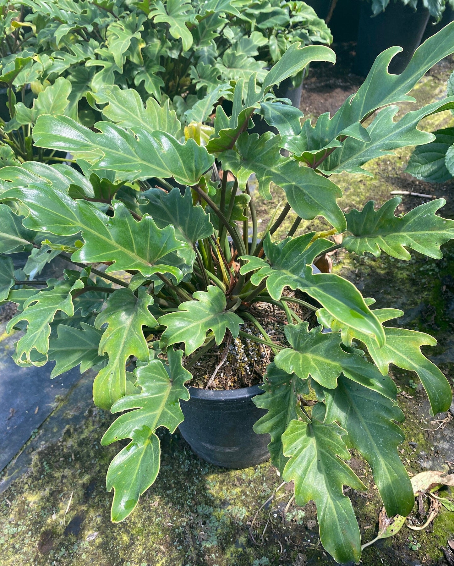 5gal Xanadu Philodendron