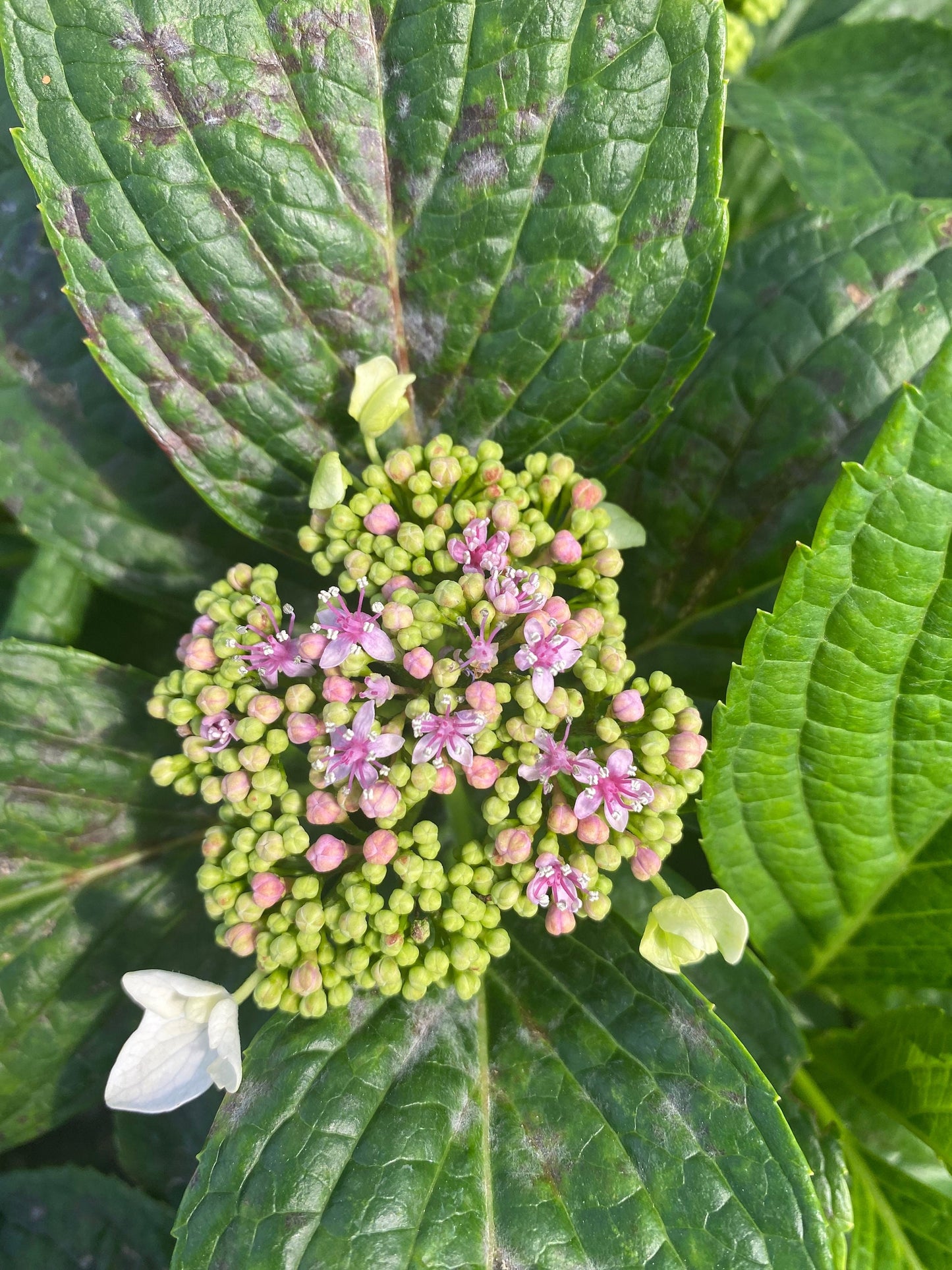 5gal Pink Hydrangea
