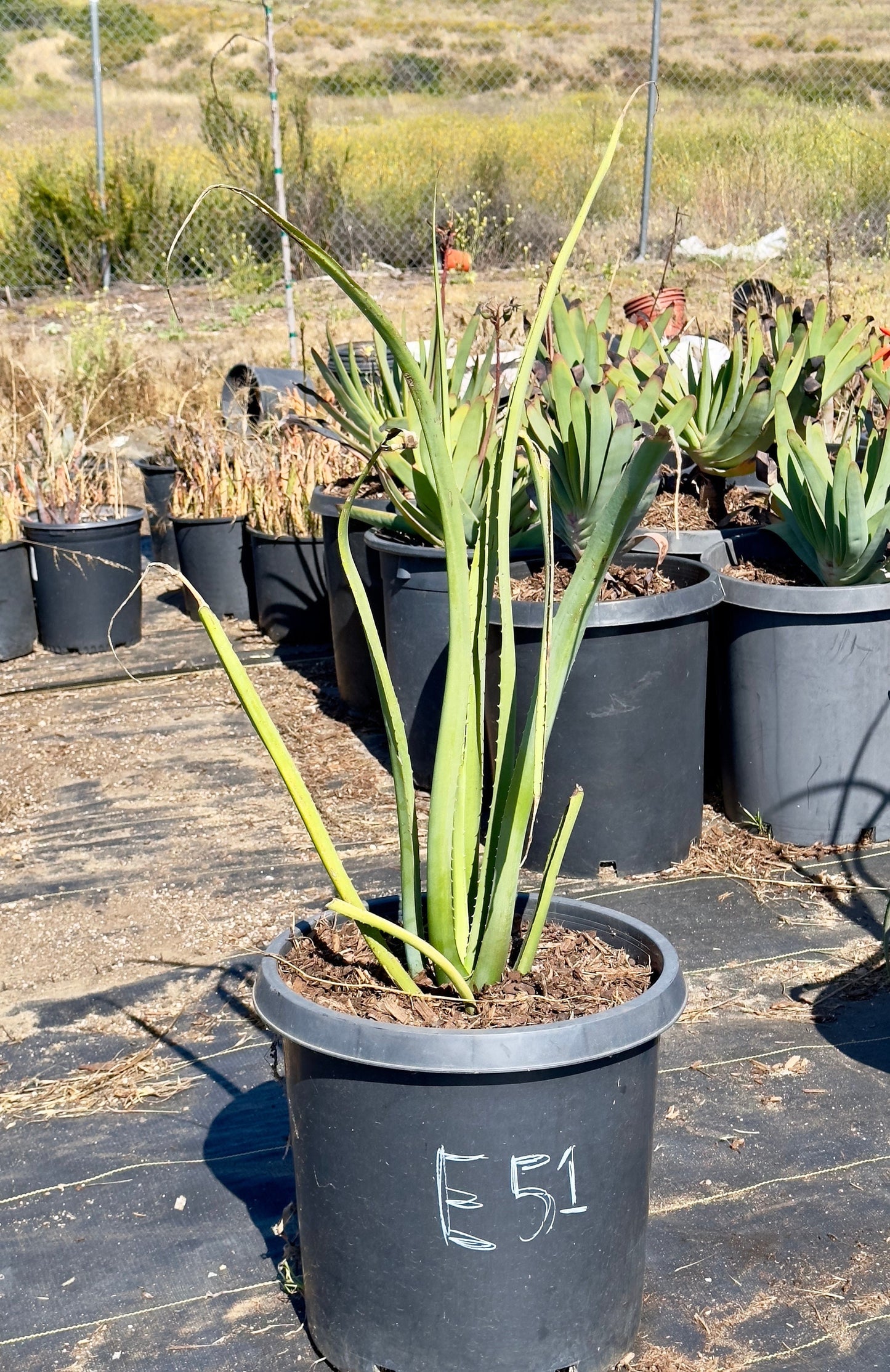 Furcraea macdougalii - E51