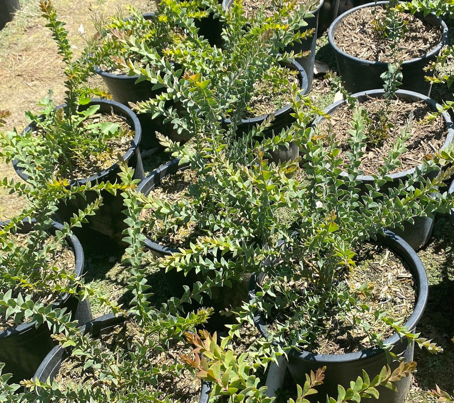 5gal Knife Acacia | Acacia cultiformis