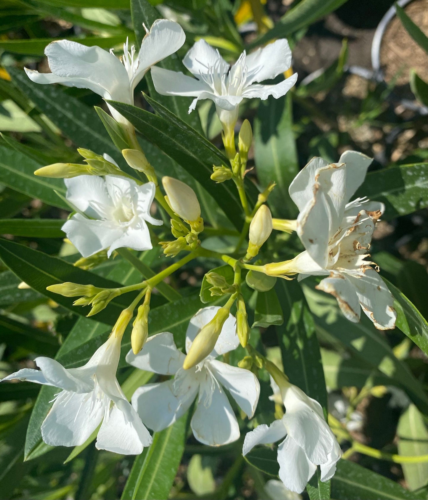1gal White Oleander | Nerium oleander