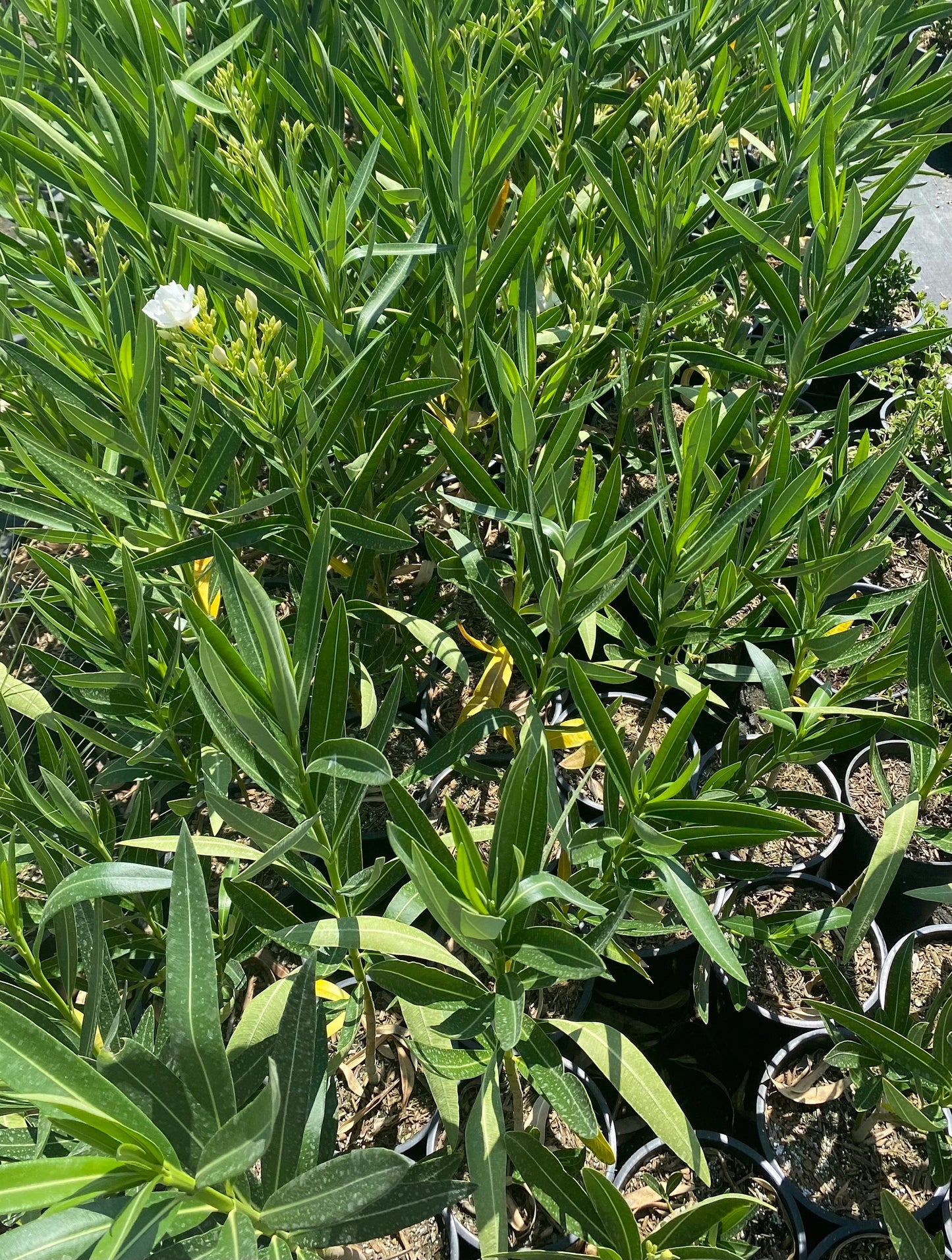1gal White Oleander | Nerium oleander