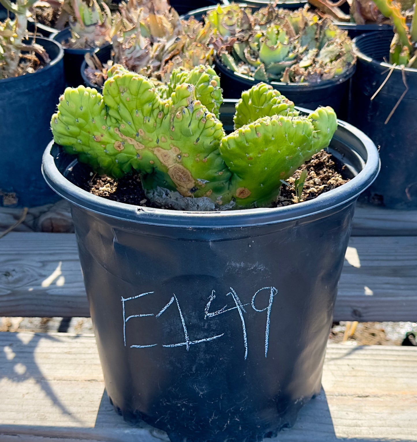 Crested Eve's Needle Cactus - Austrocylindropuntia subulata cristata E149