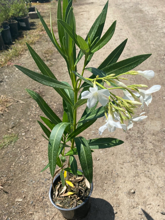 1gal White Oleander | Nerium oleander