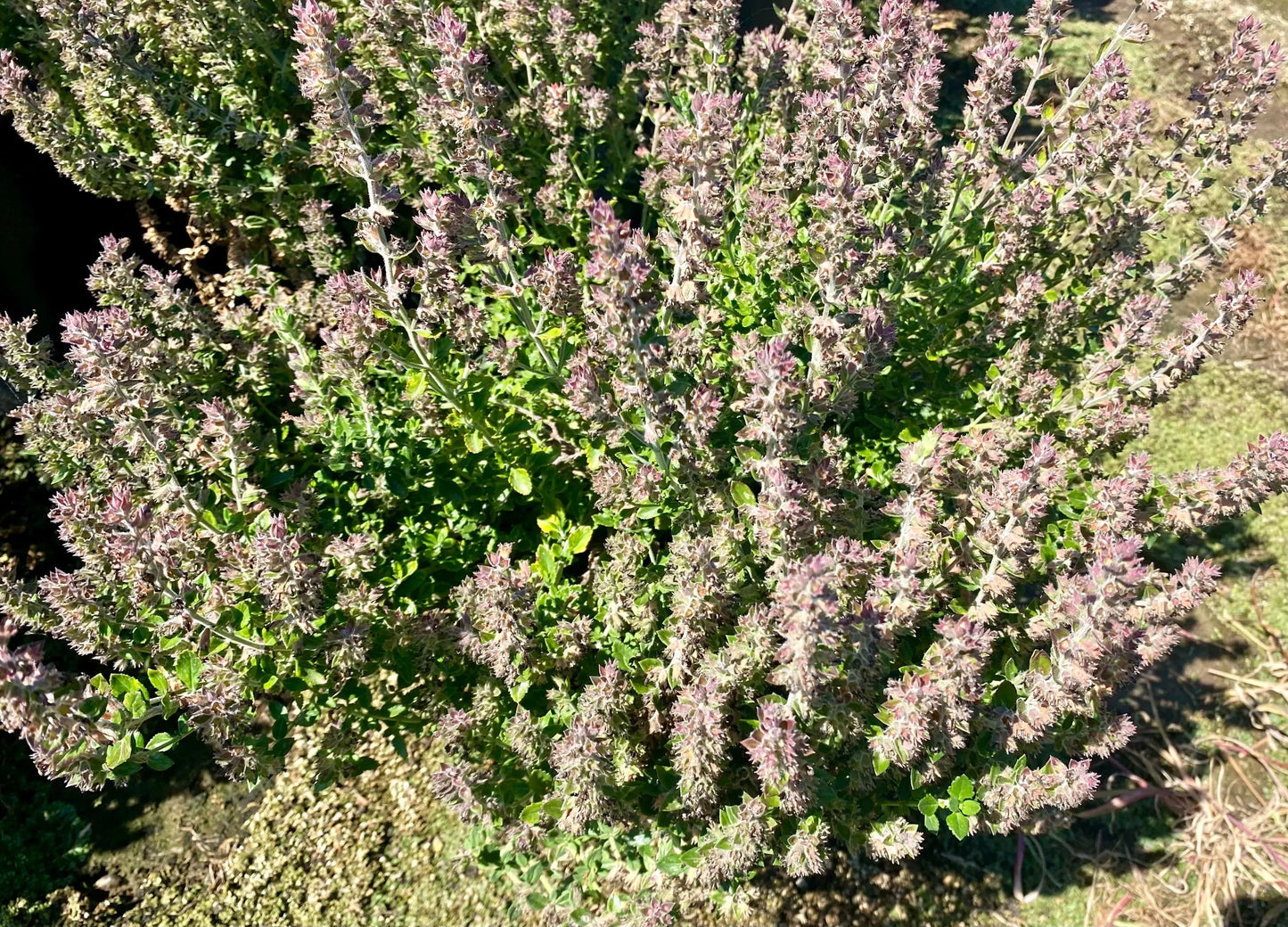 5gal Wall Germander | Teucrium chamaedrys