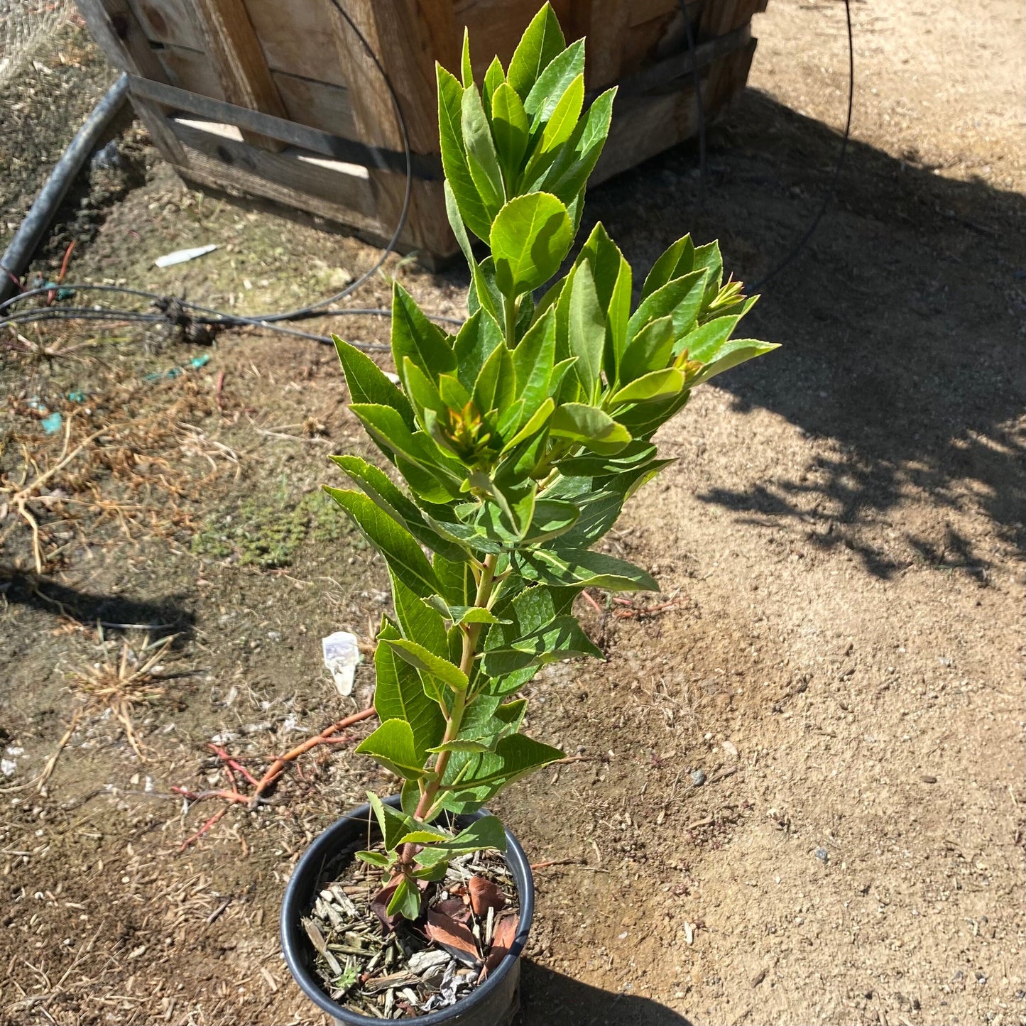 1gal Killarney Strawberry Tree | Arbutus unedo