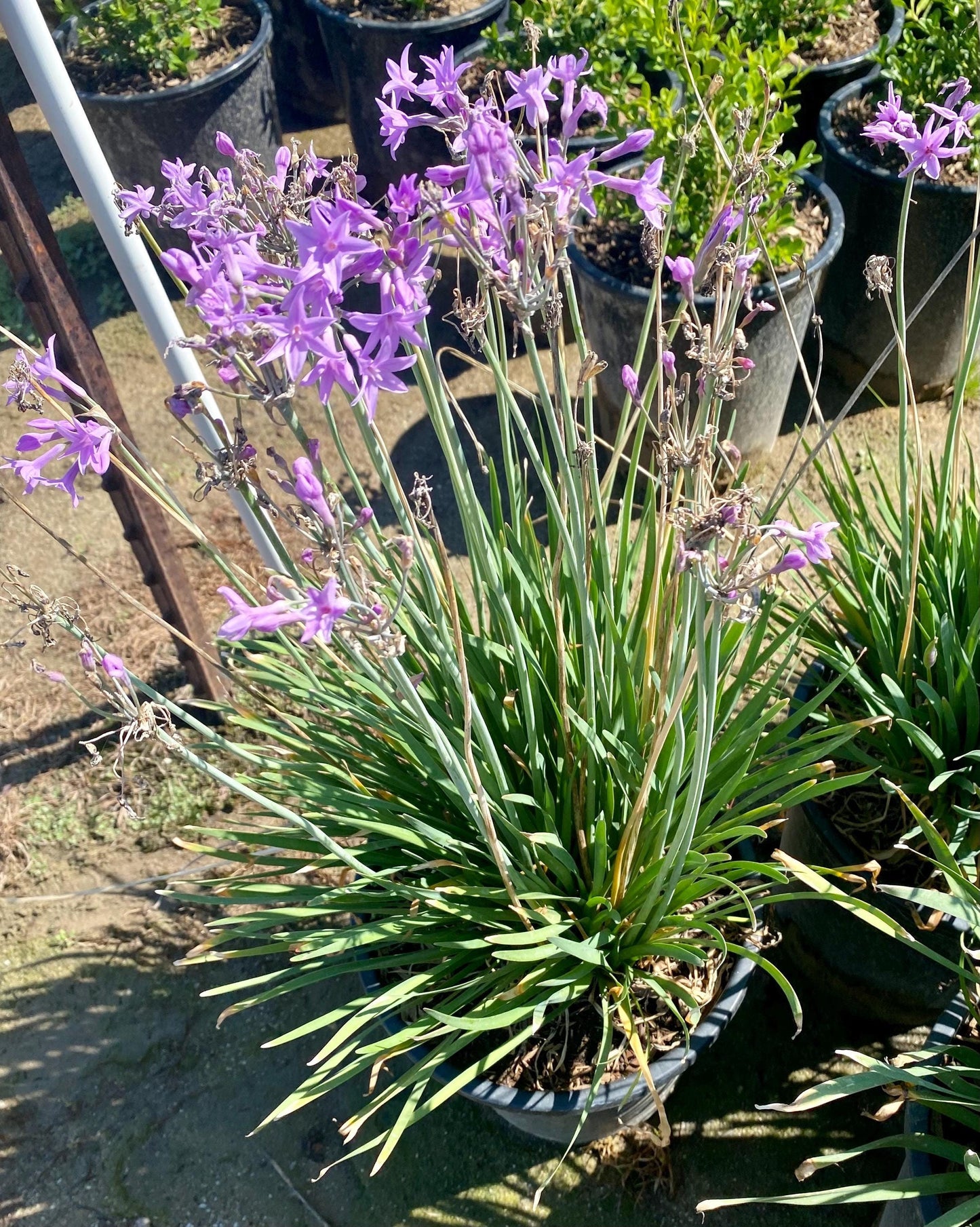 5gal Society Garlic | Tulbaghia violacea