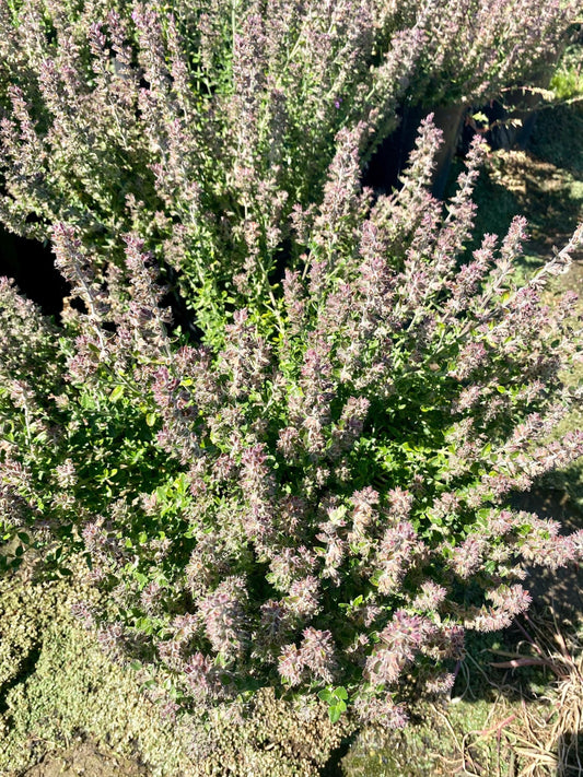 5gal Wall Germander | Teucrium chamaedrys