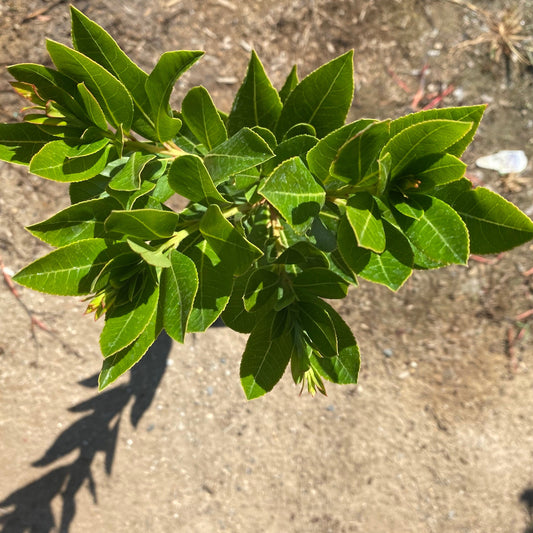 1gal Killarney Strawberry Tree | Arbutus unedo