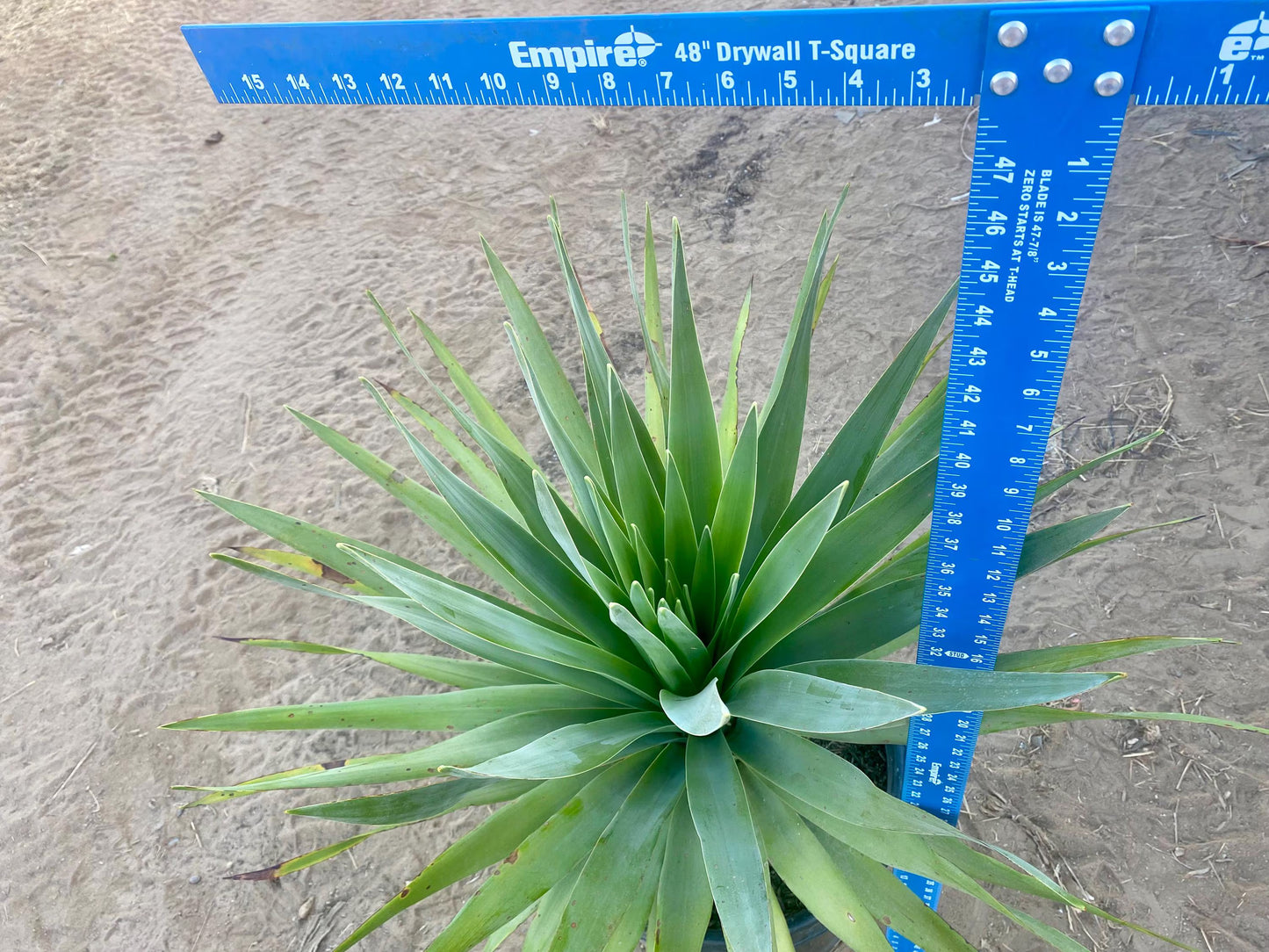 Dracaena draco - Dragon blood tree - 15 Gallon Size