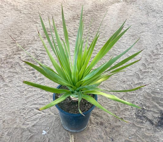 Dracaena draco - Dragon blood tree - 5 gallon size