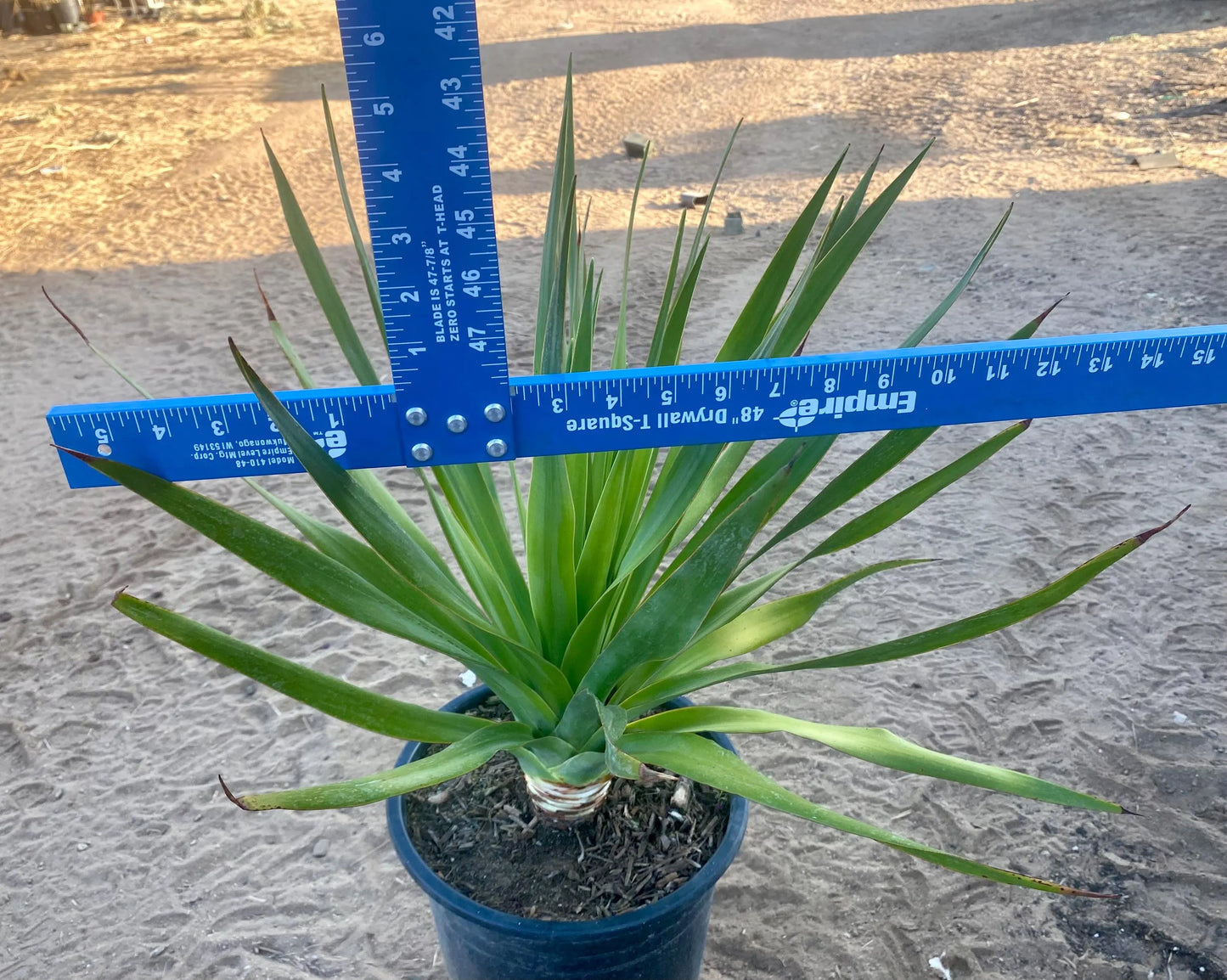 Dracaena draco - Dragon blood tree - 5 gallon size