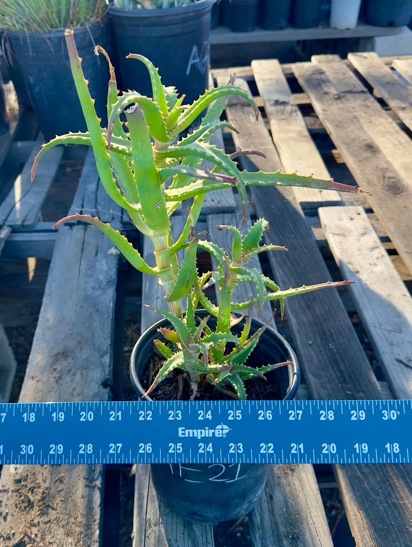 Aloe AE21