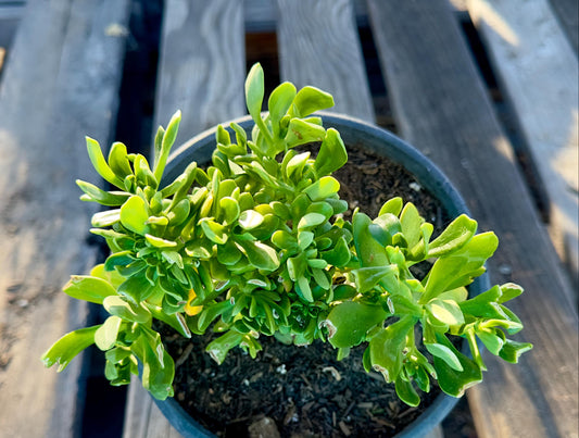 Crested Sedum Praealtum - AE14