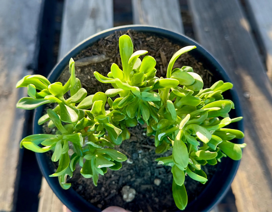 Crested Sedum Praealtum - AE15