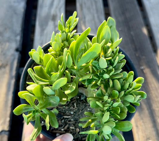 Crested Sedum Praealtum - AE17