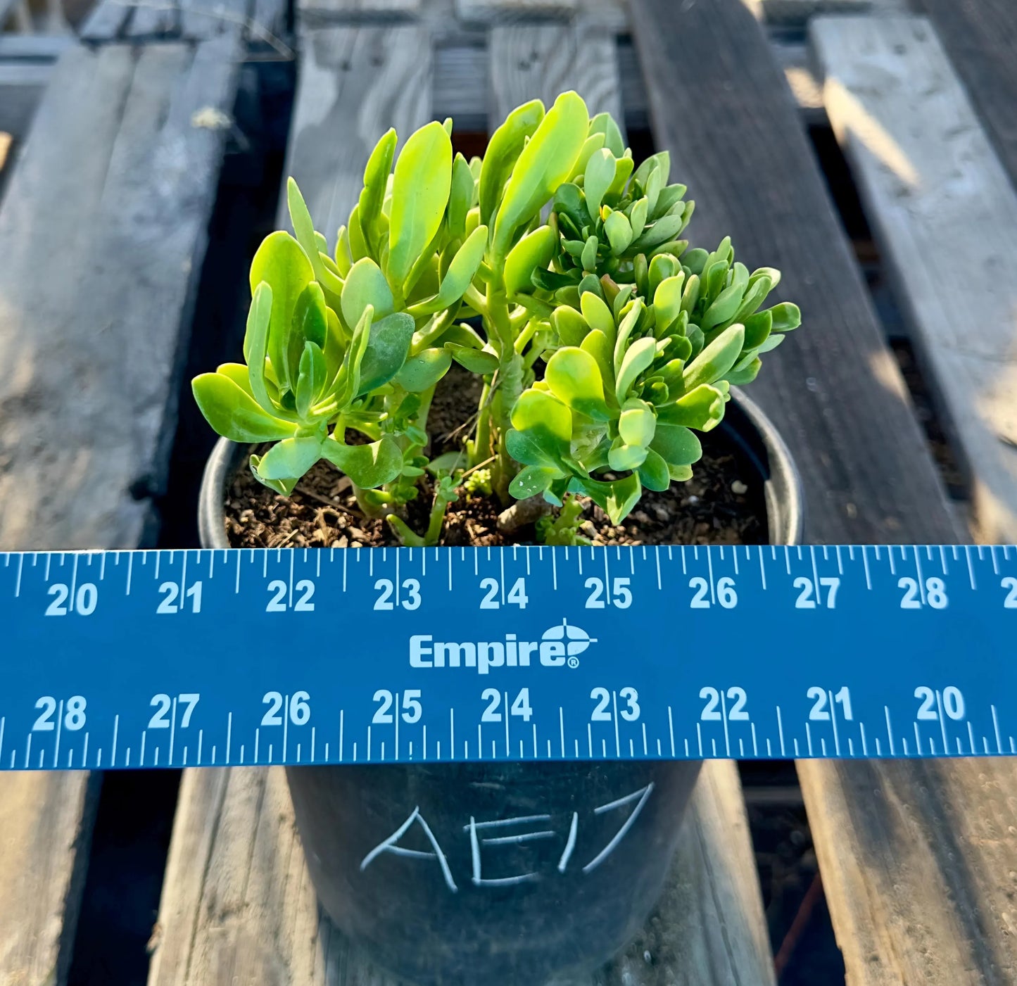 Crested Sedum Praealtum - AE17