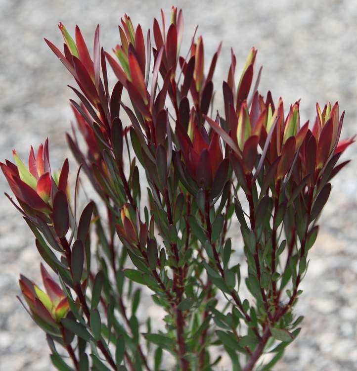 Leucadendron salignum ‘Blush’ - 5 Gallon (GN)