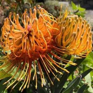 Leucospermum 'Brandi de la Cruz' - 5 Gallon (GN)