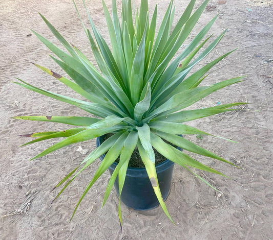 Dracaena draco - Dragon blood tree - 15 Gallon Size