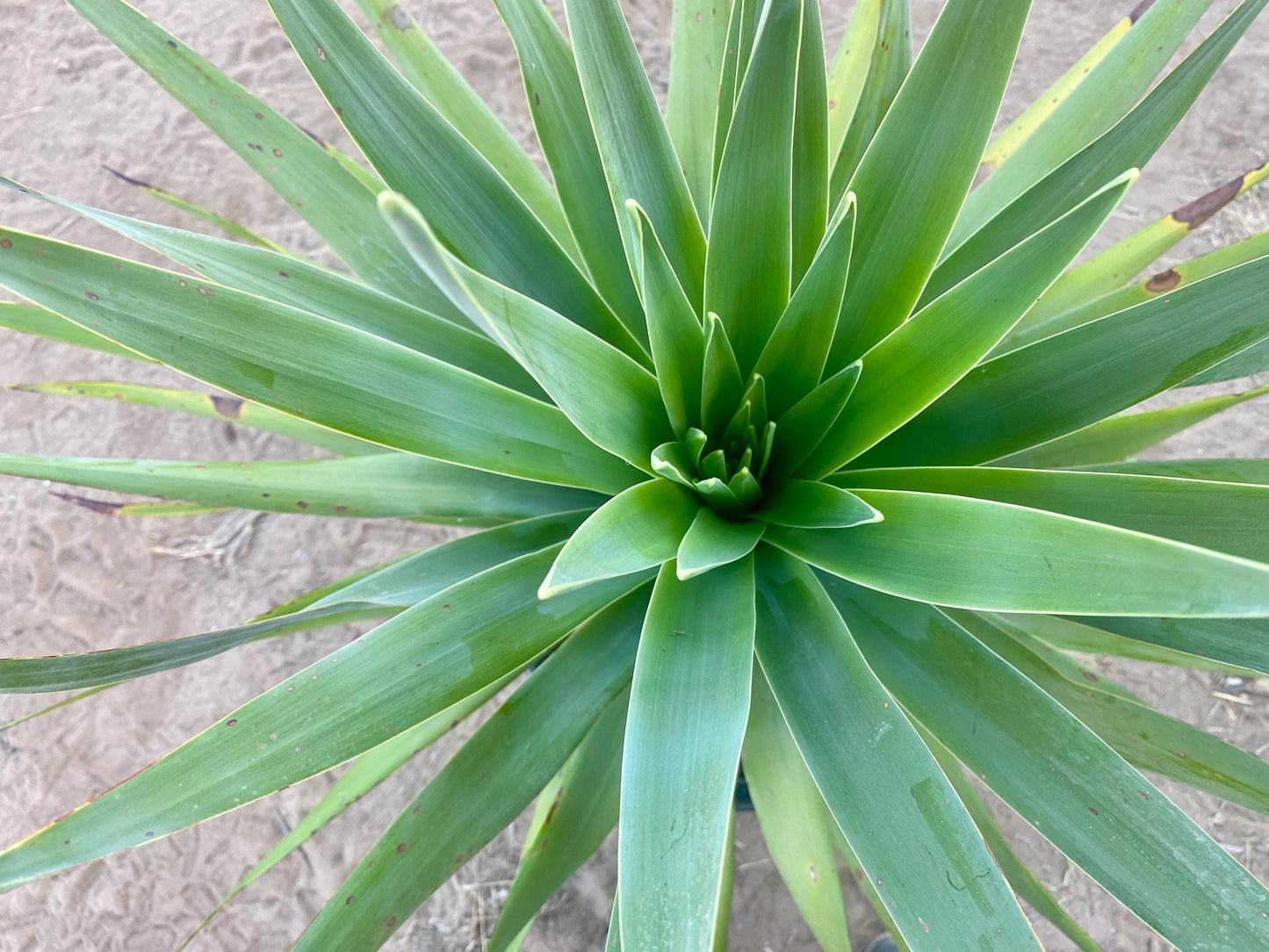 Dracaena draco - Dragon blood tree - 15 Gallon Size
