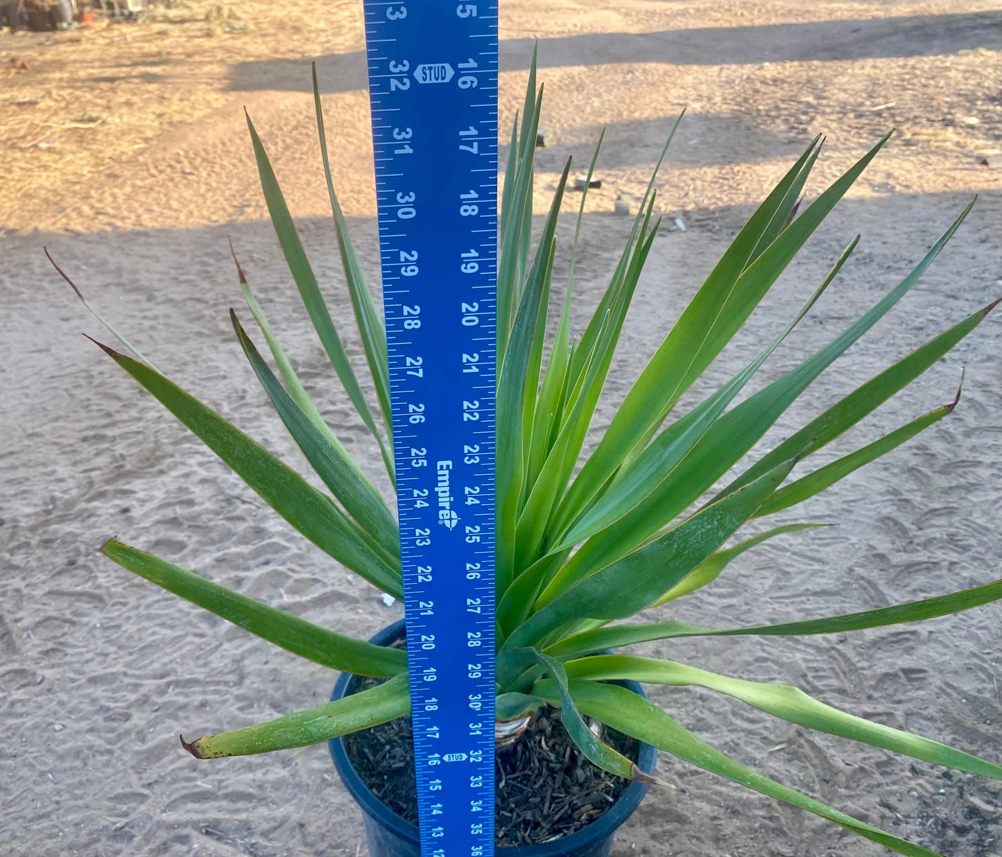 Dracaena draco - Dragon blood tree - 5 gallon size