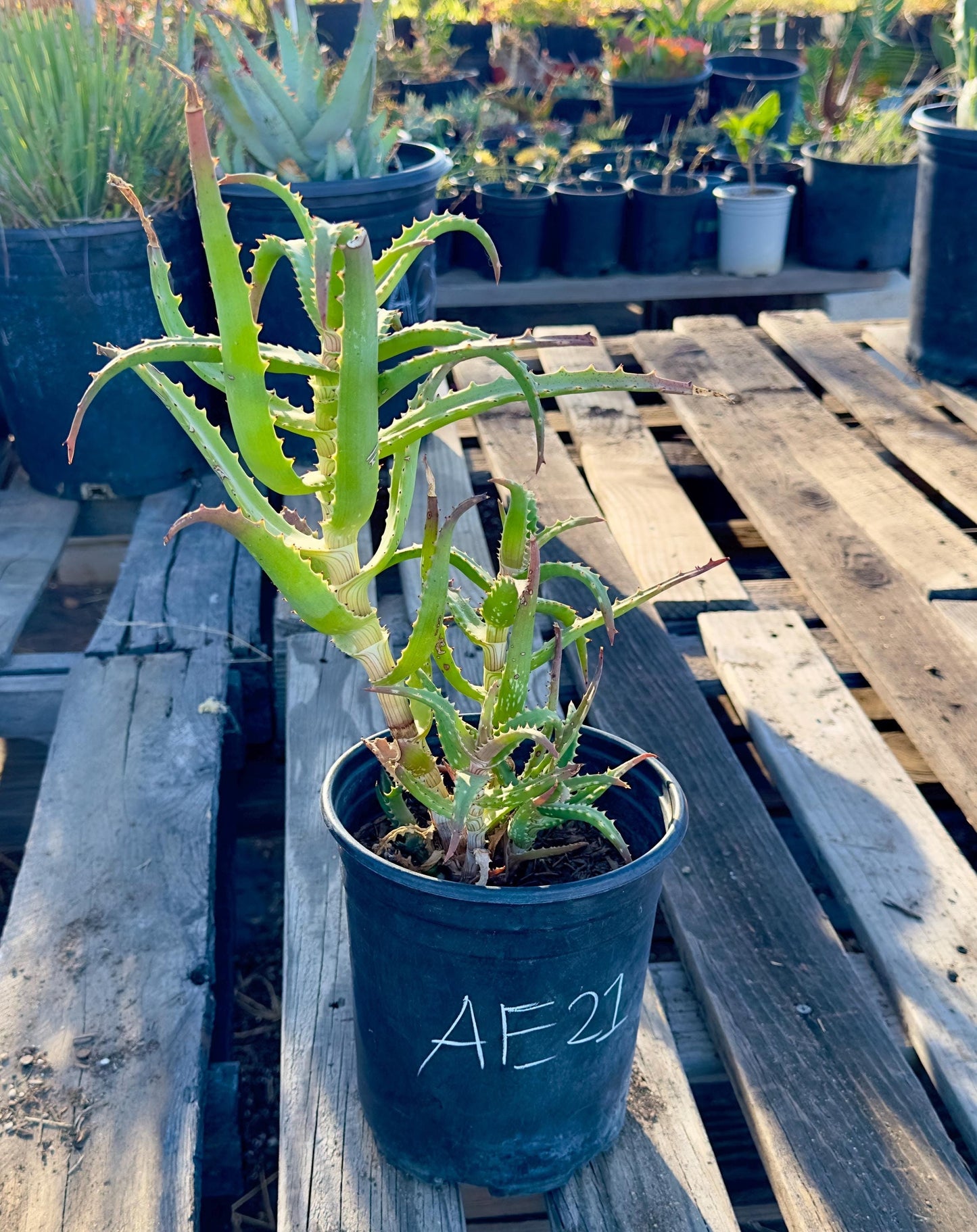 Aloe AE21