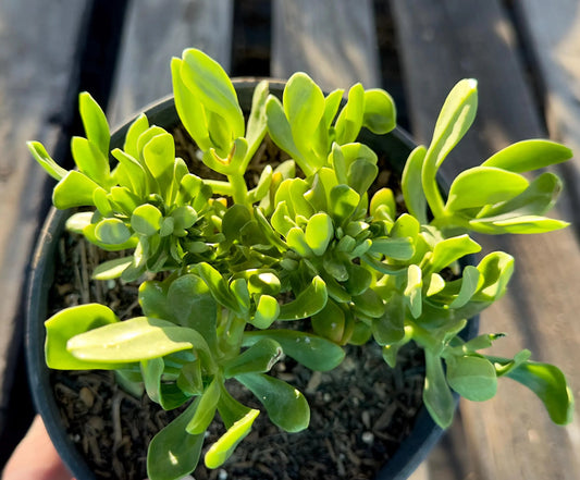 Crested Sedum Praealtum - AE13