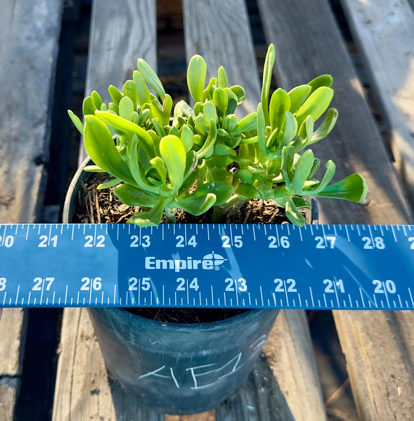 Crested Sedum Praealtum - AE13