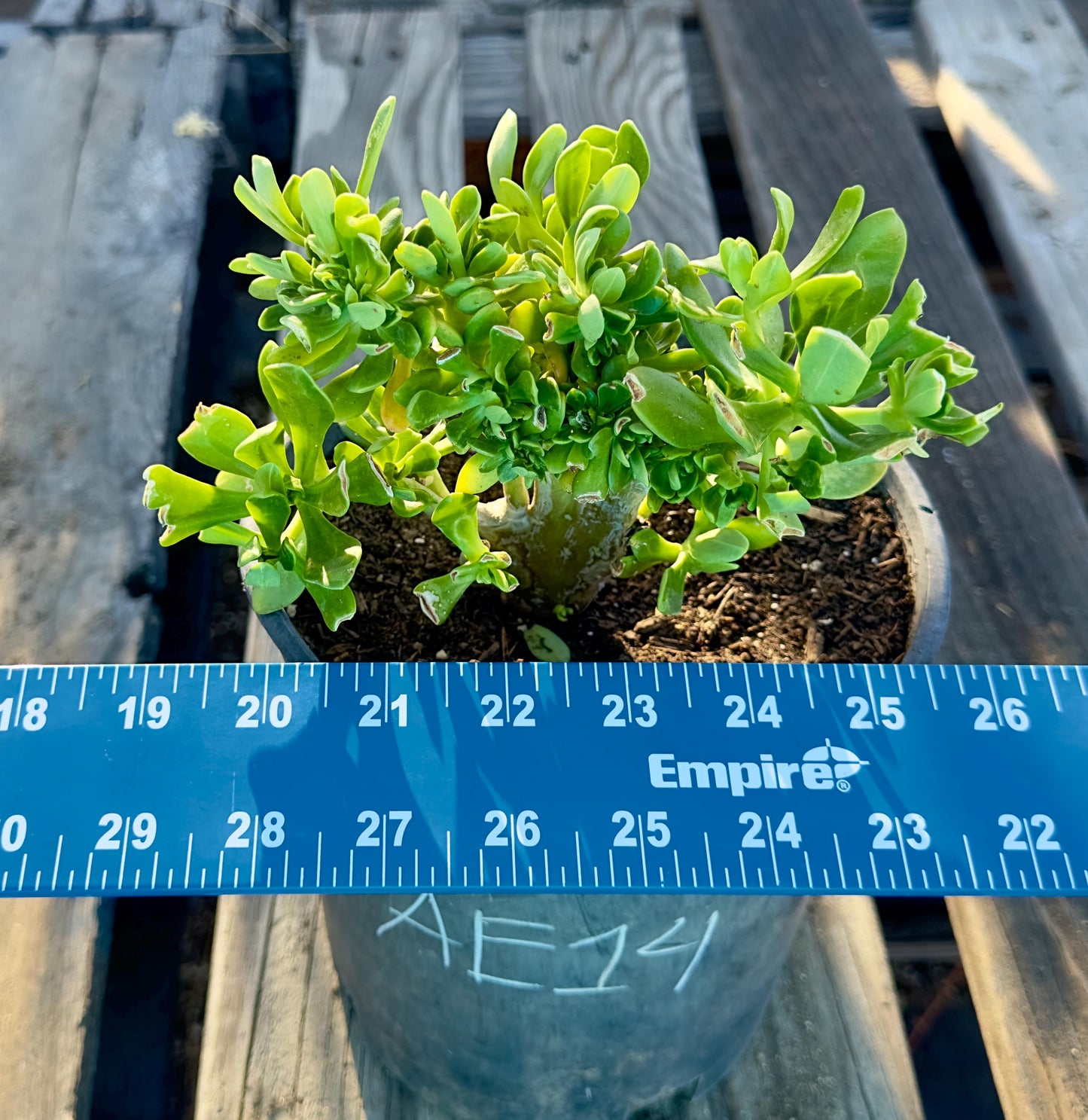 Crested Sedum Praealtum - AE14