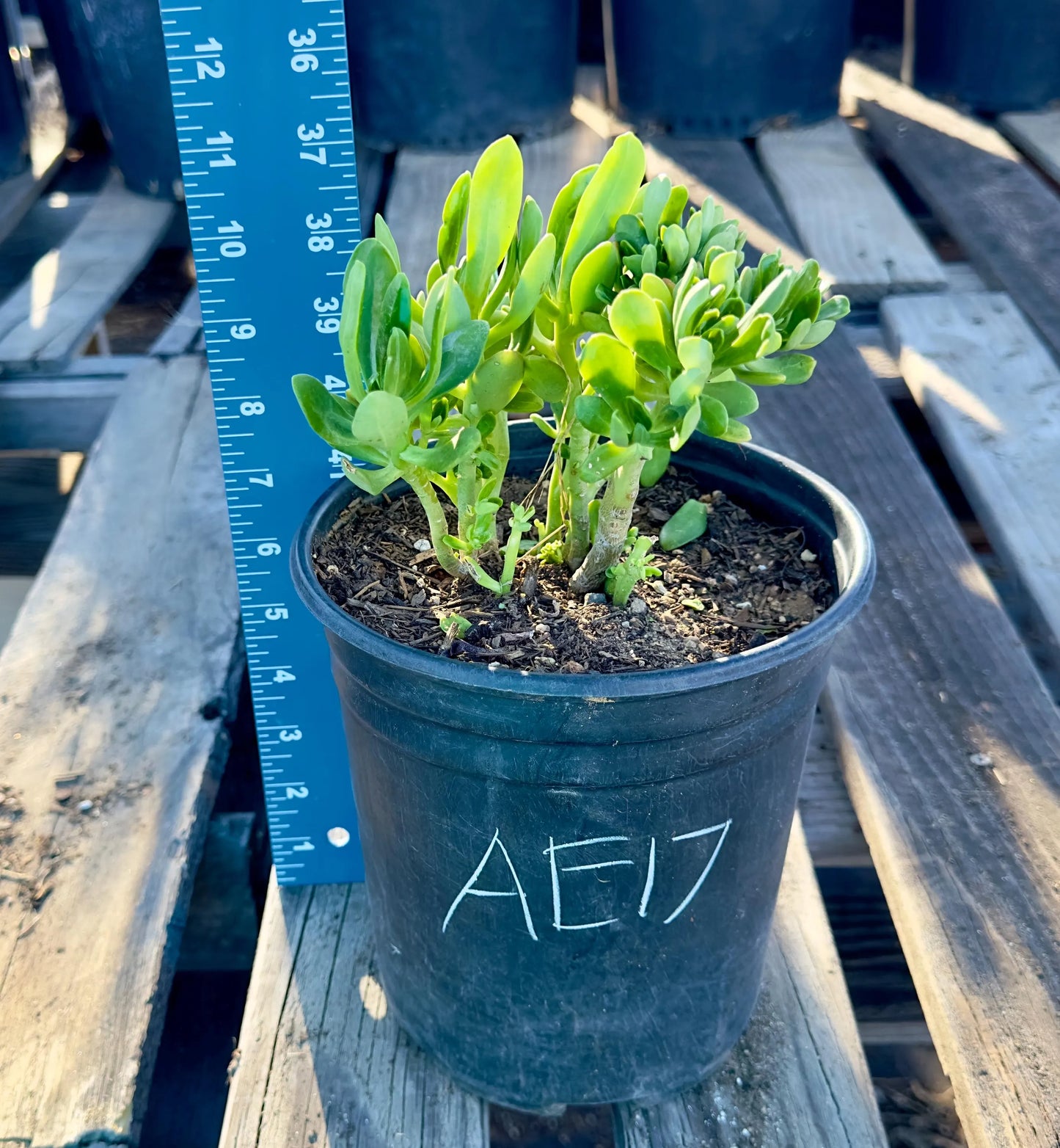 Crested Sedum Praealtum - AE17