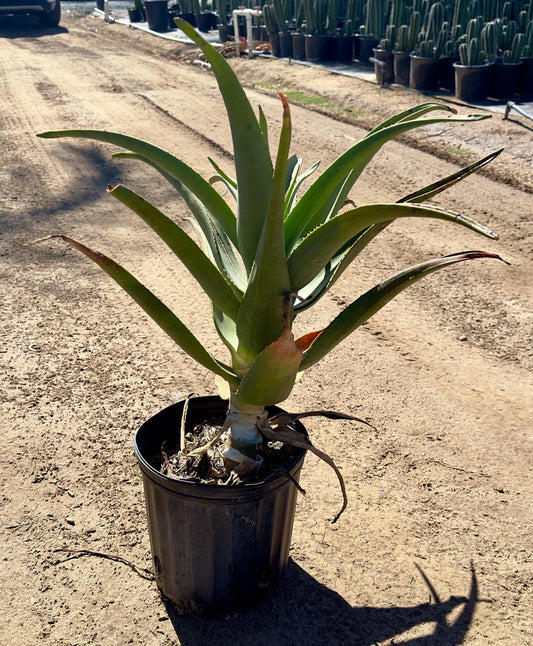 Aloe 'Hercules' 3g