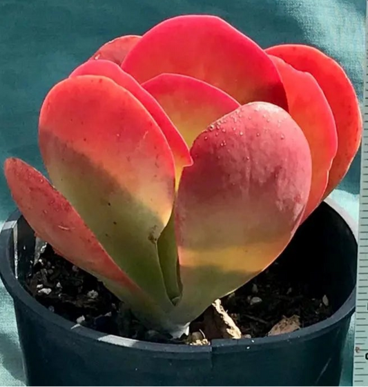 Kalanchoe luciae 6in