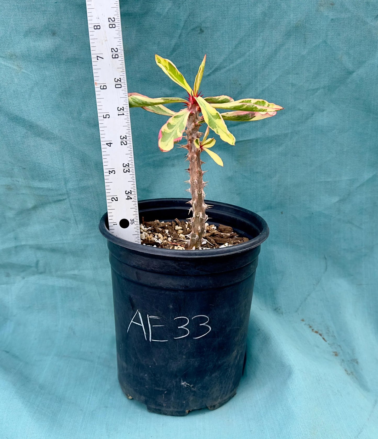 Euphorbia Milii - Crown of Thorns variegated -'Fireworks' AE33