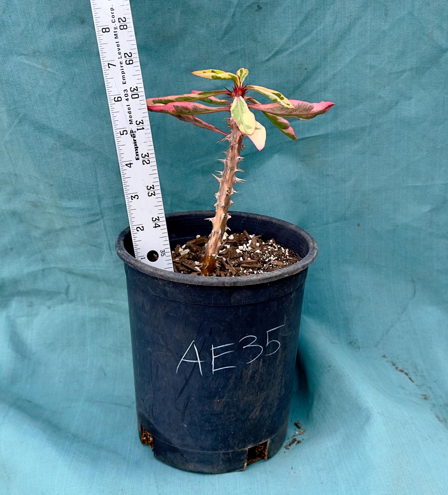Euphorbia Milii - Crown of Thorns variegated -'Fireworks' AE35