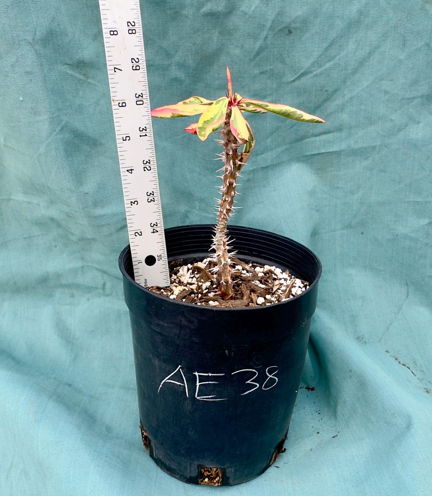 Euphorbia Milii - Crown of Thorns variegated -'Fireworks' AE38