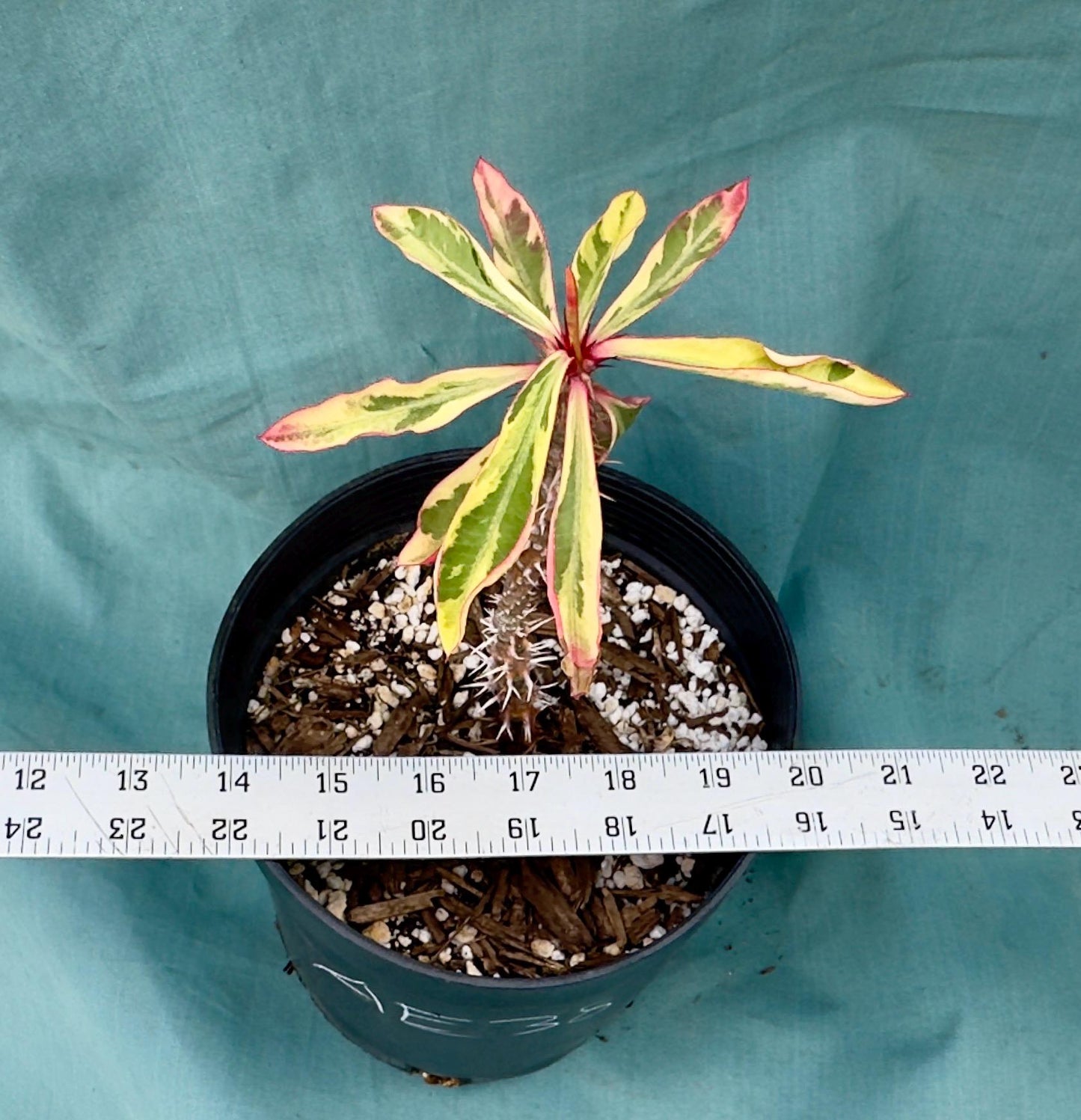 Euphorbia Milii - Crown of Thorns variegated -'Fireworks' AE38