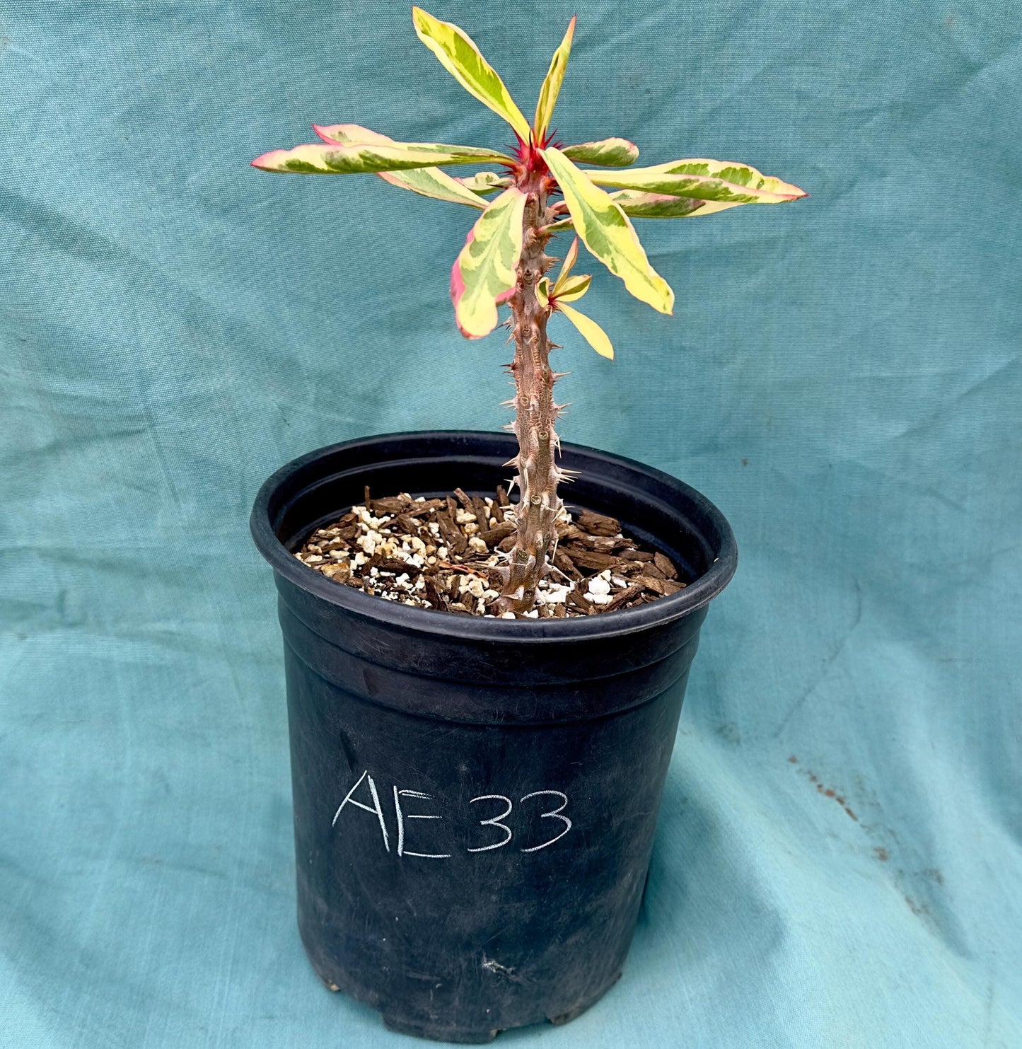 Euphorbia Milii - Crown of Thorns variegated -'Fireworks' AE33